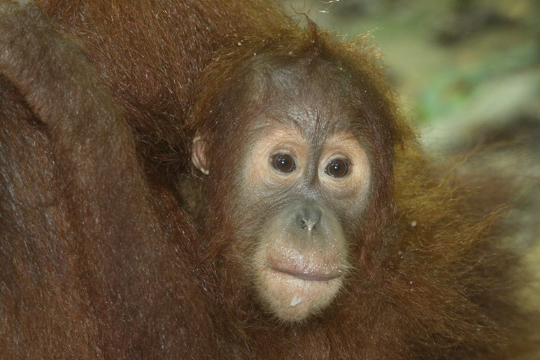 orangutan